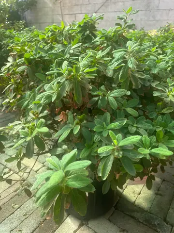 Encore Azalea