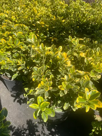 Golden Euonymus