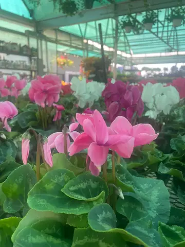 Cyclamen