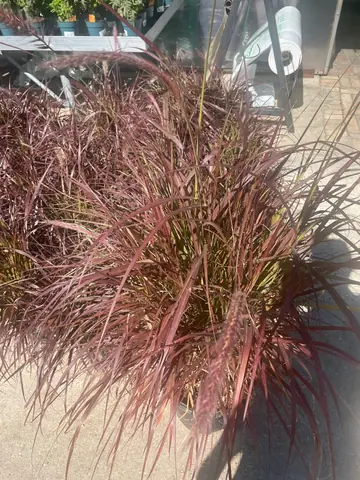 Purple Fountain Grass