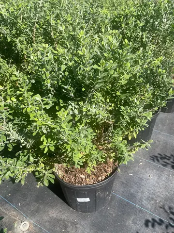 Texas Sage 'Green Cloud'