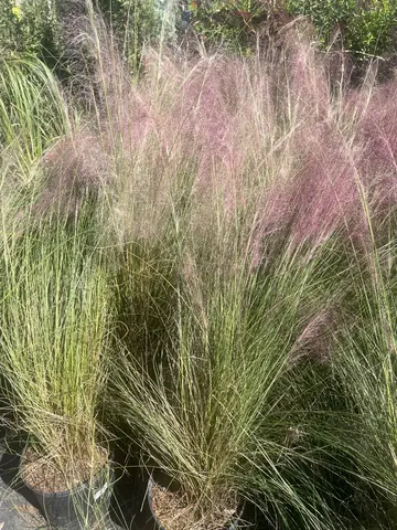 Ruby Muhly