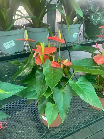 Anthurium
