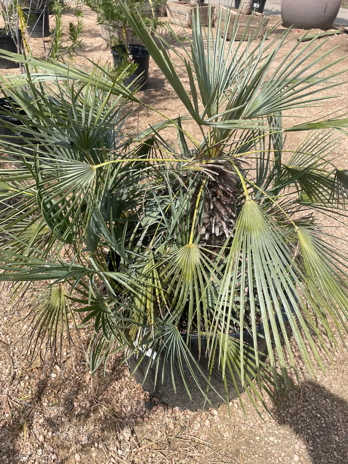 European Fan Palm (Chamaerops humilis)