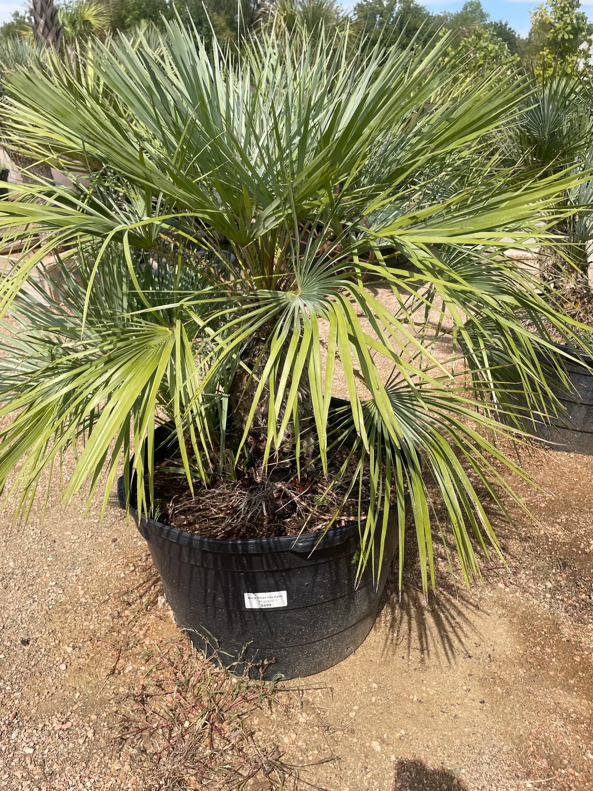 Euro Silver Fan Palm