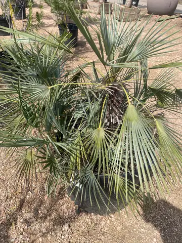 European Fan Palm