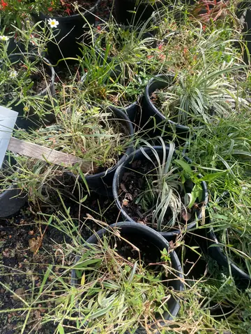 Ophiopogon
