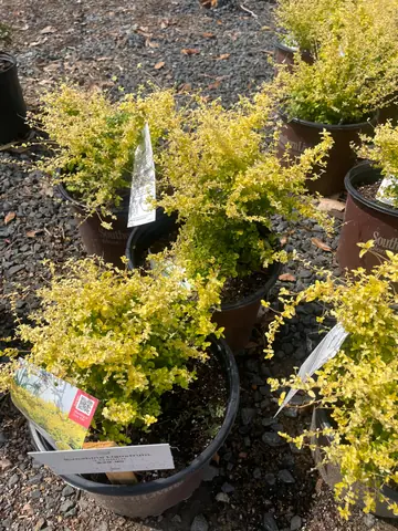 Sunshine Ligustrum