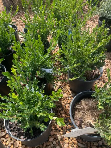 Boxwood 'Wintergreen'