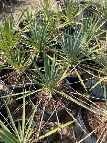 Blue Century Yucca (Yucca rostrata)
