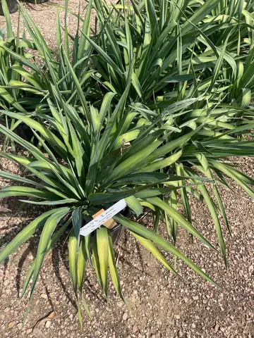 Soft Leaf Yucca (Yucca recurvifolia)