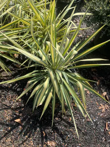 Yucca 'Color Guard' (Yucca filamentosa 'Color Guard')