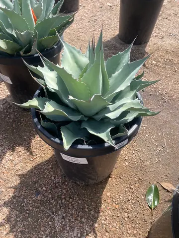 Whale's Tongue Agave