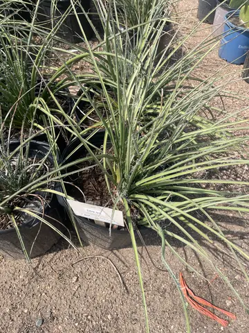 Red Yucca (Hesperaloe parviflora)