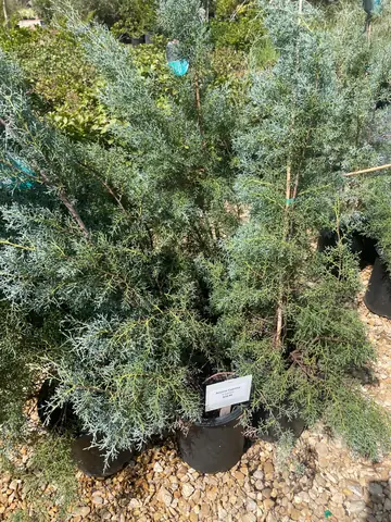 Arizona Cypress
