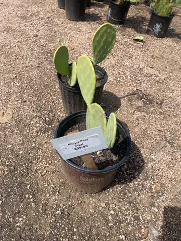 Prickly Pear