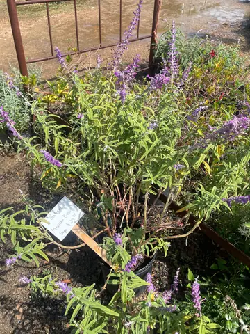 Mexican Bush Sage (Salvia leucantha)