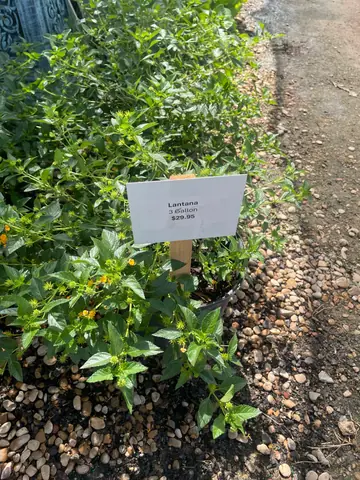 Lantana