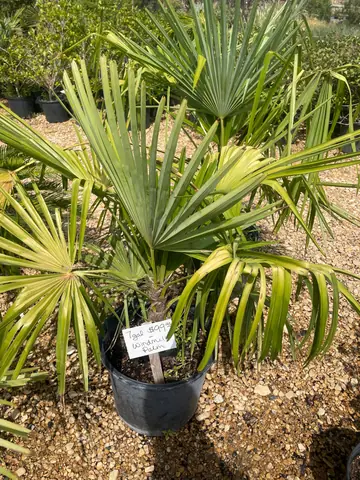 Windmill Palm