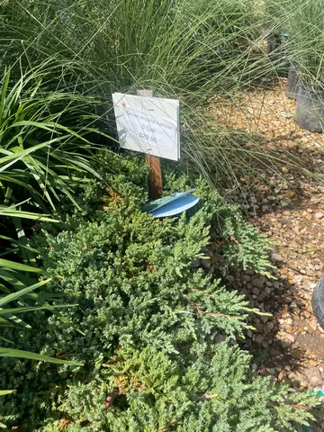 Green Mound Juniper (Juniperus procumbens 'Green Mound')
