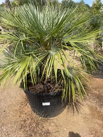 Euro Silver Fan Palm