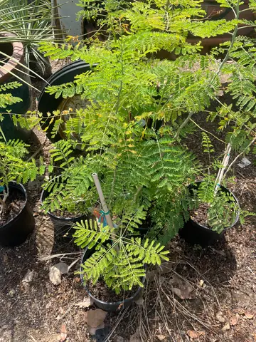 Pride of Barbados