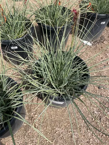 Red Yucca 'Stoplight'